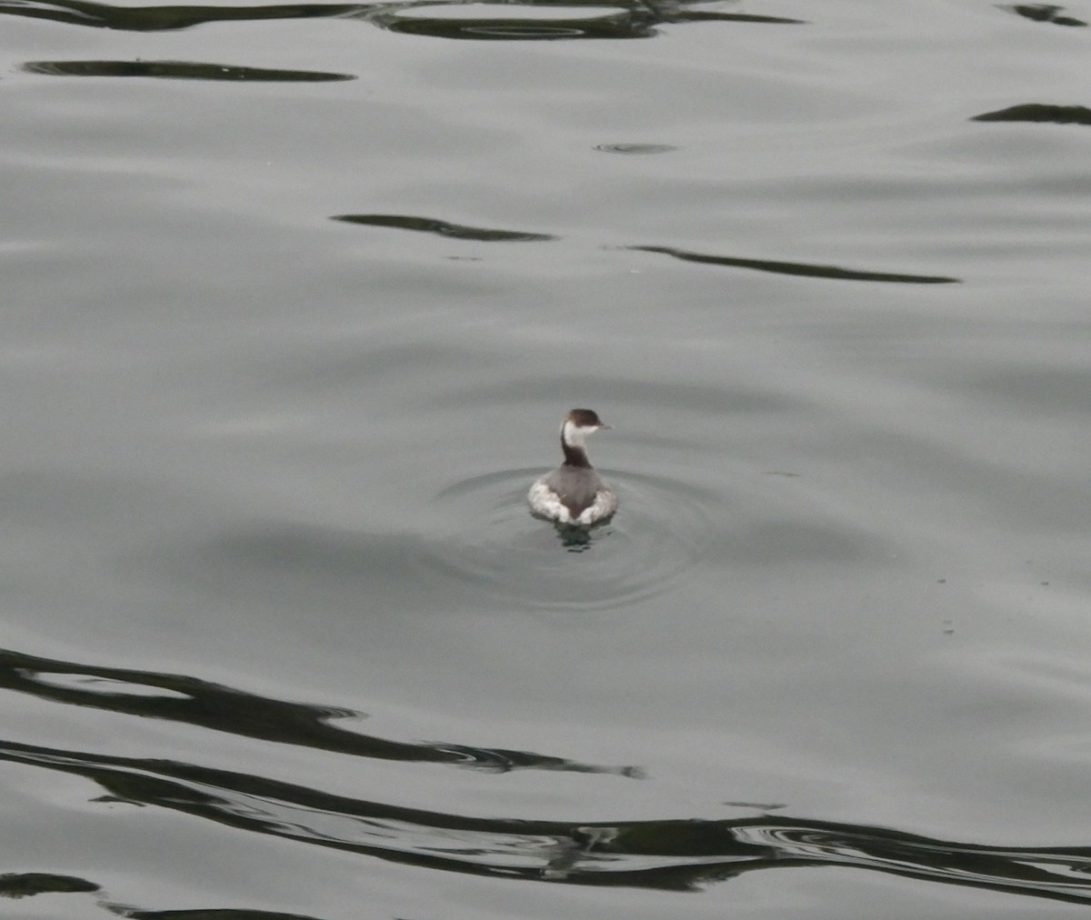 ミミカイツブリ - ML647155063