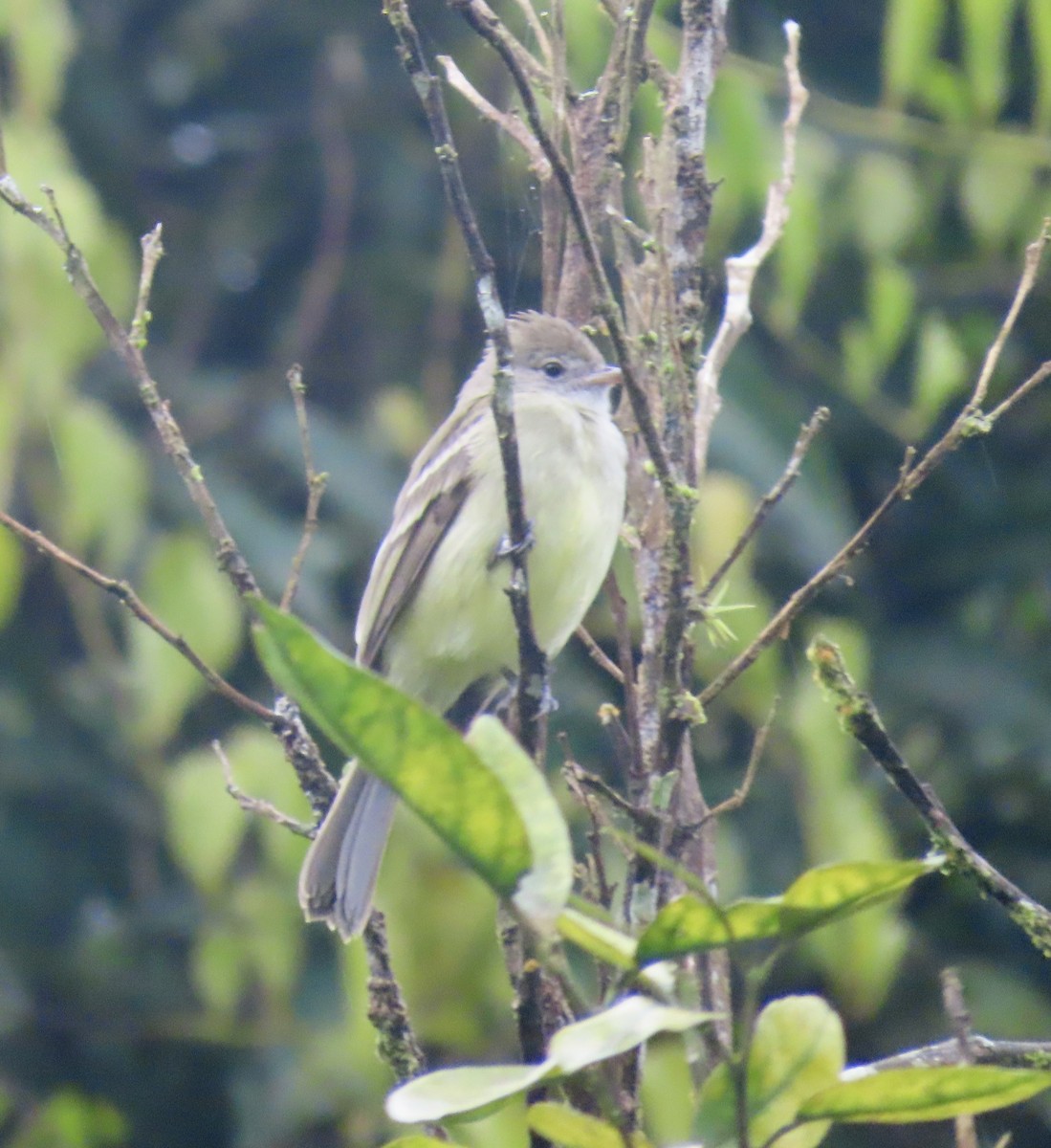 Yellow-bellied Elaenia - ML647155070
