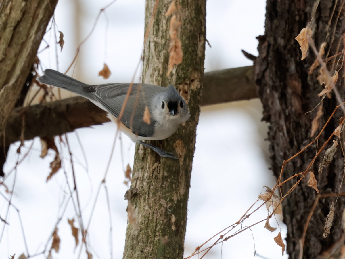 Tufted Titmouse - ML647155072