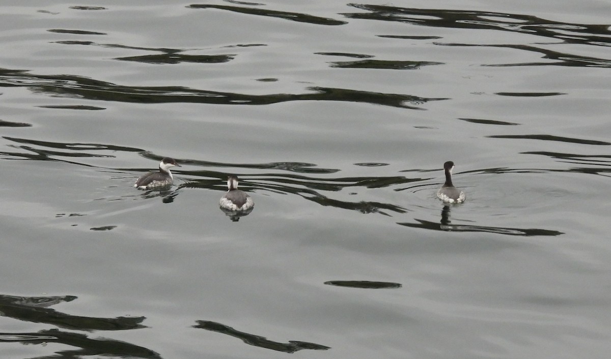 ミミカイツブリ - ML647155073