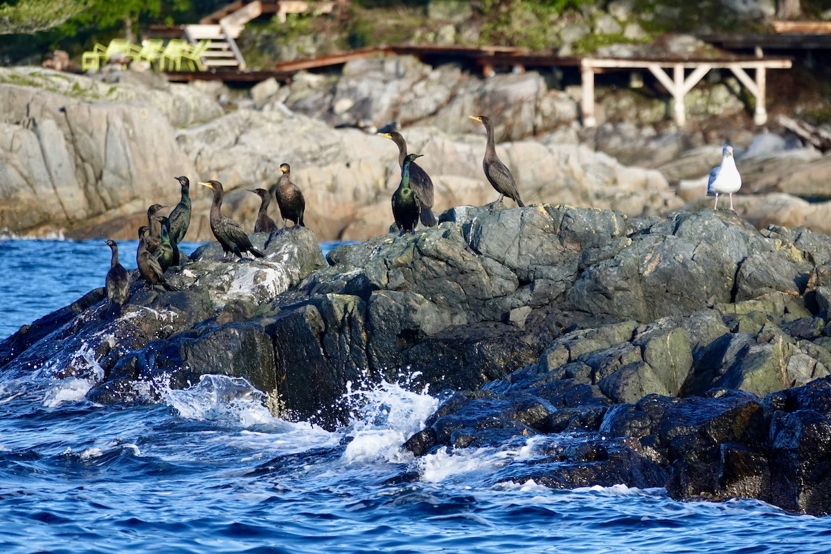 Double-crested Cormorant - ML647155075