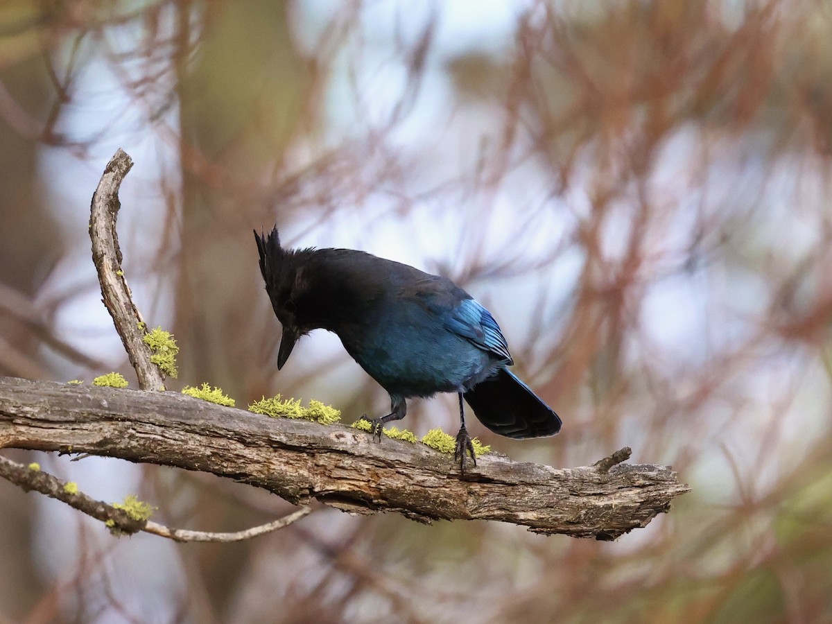 Steller's Jay - ML647155079