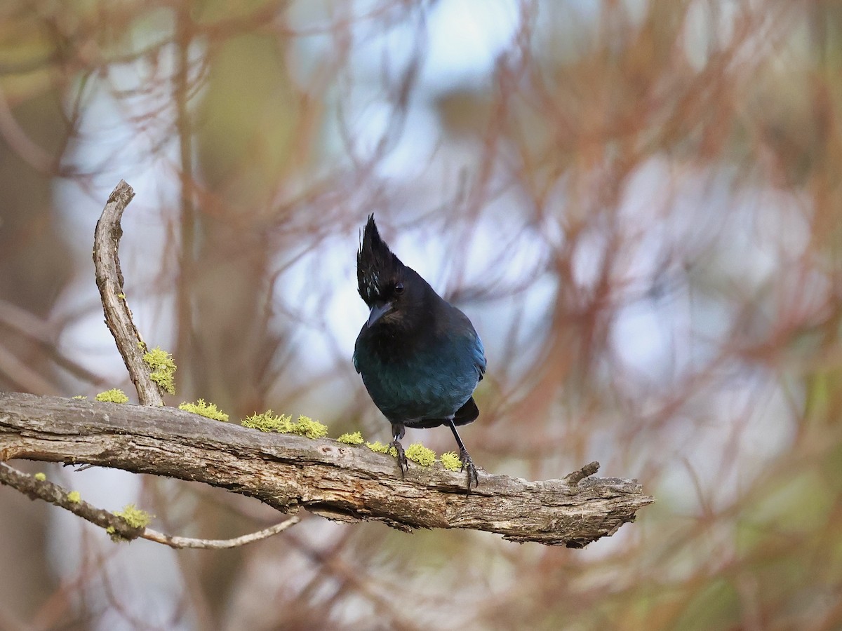 Steller's Jay - ML647155080