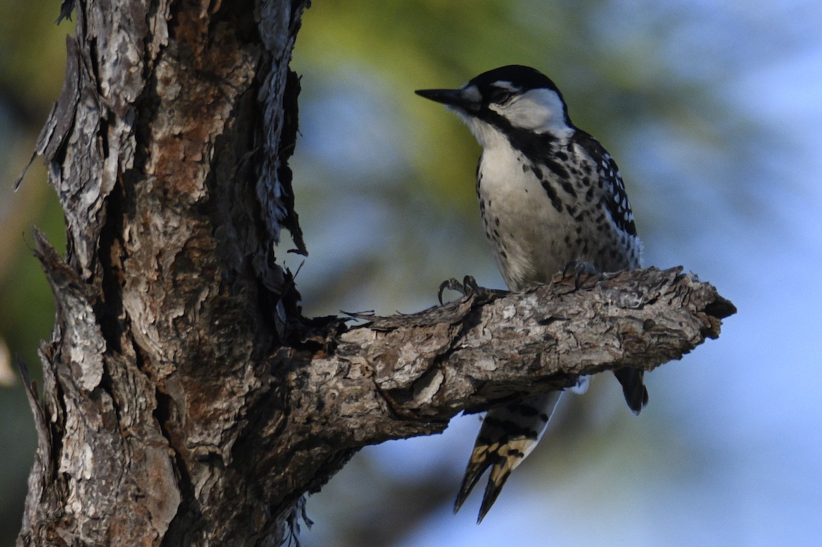 Ak Yanaklı Ağaçkakan - ML647155081