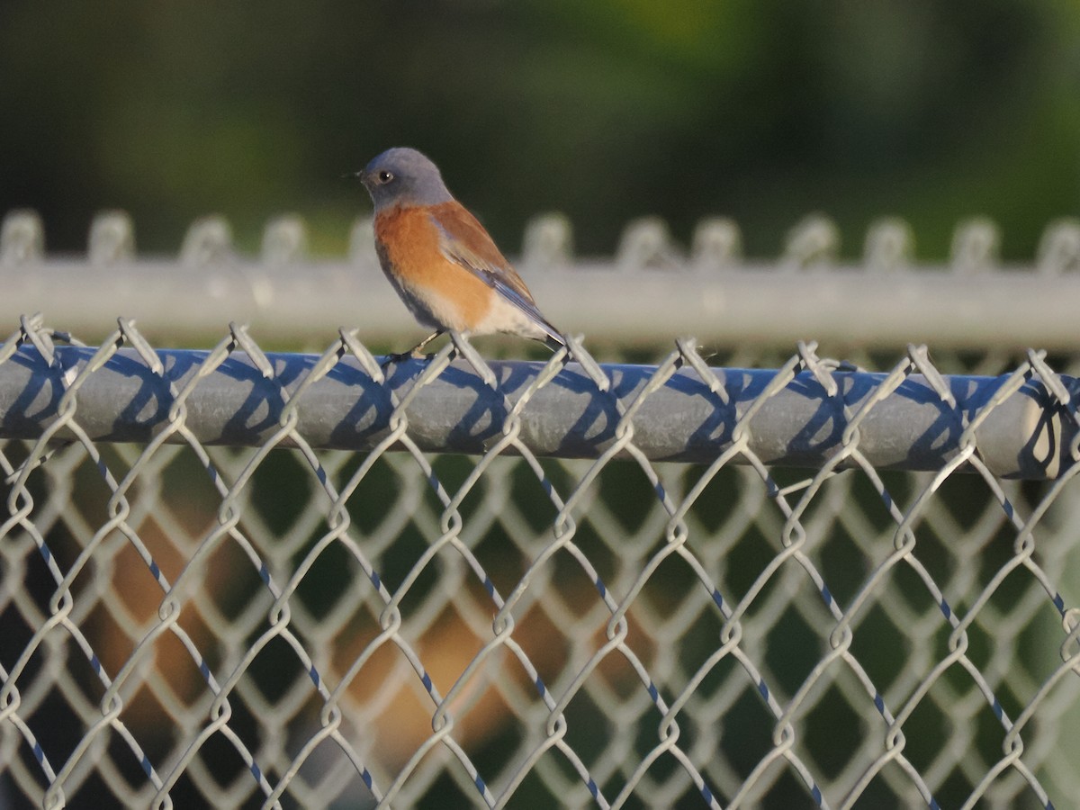 Western Bluebird - ML647155091