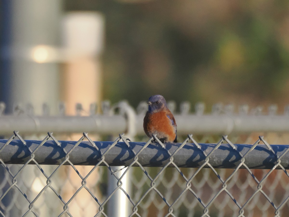 Western Bluebird - ML647155092
