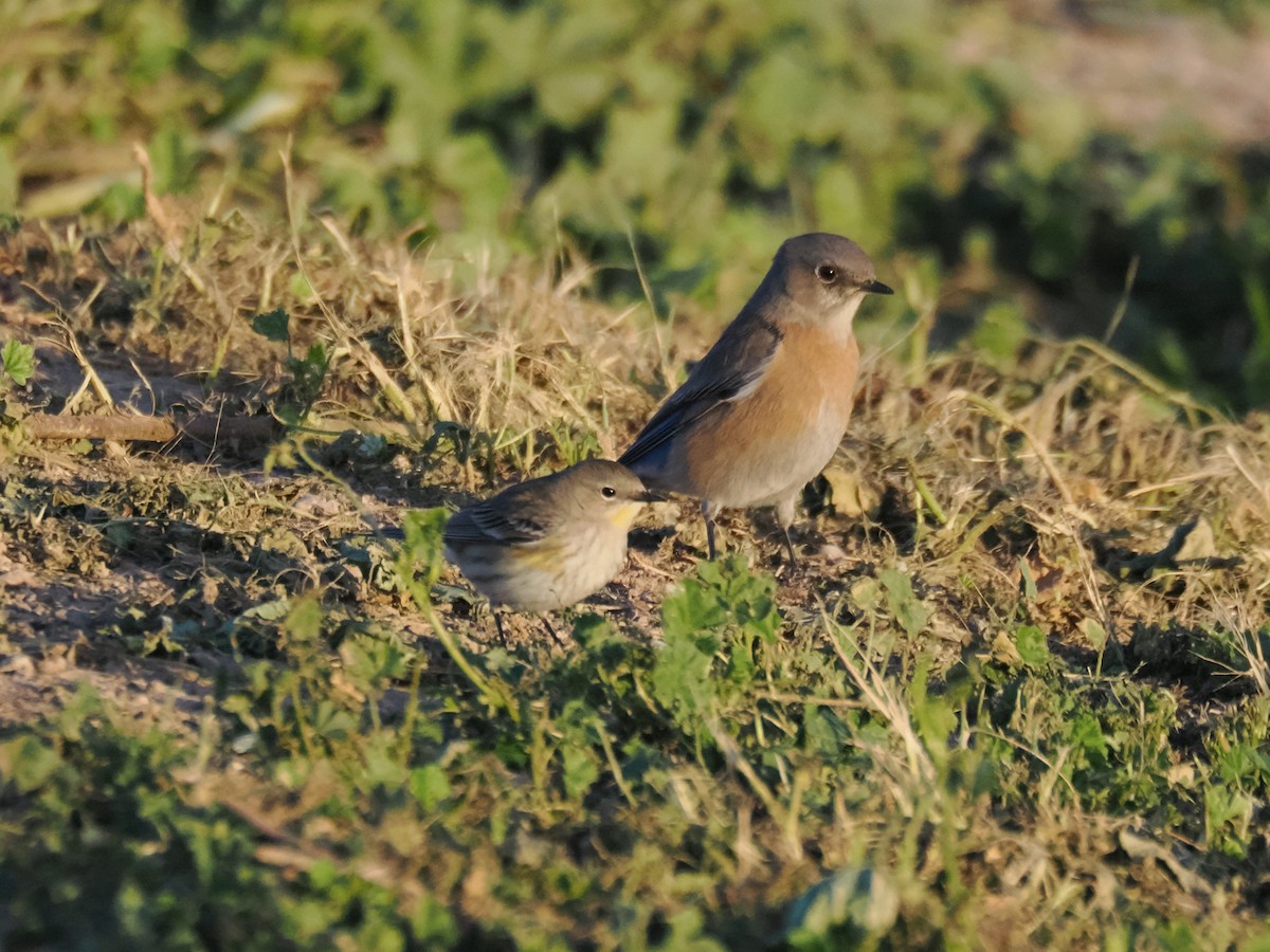 Western Bluebird - ML647155093