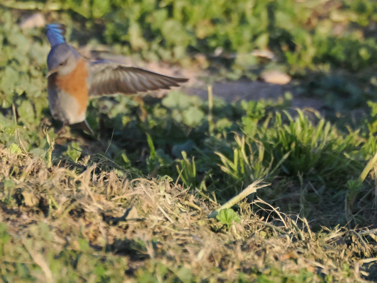 Western Bluebird - ML647155094