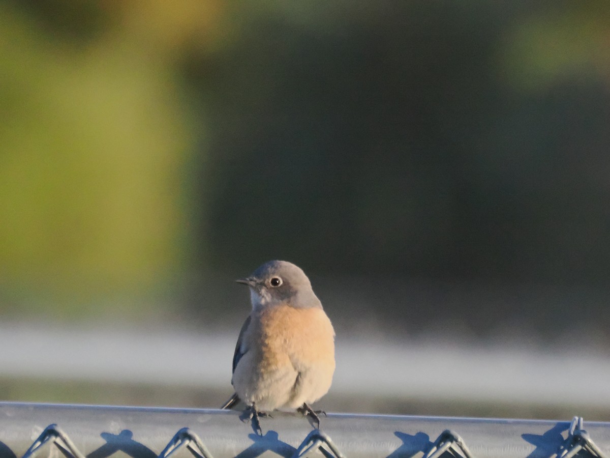 Western Bluebird - ML647155095