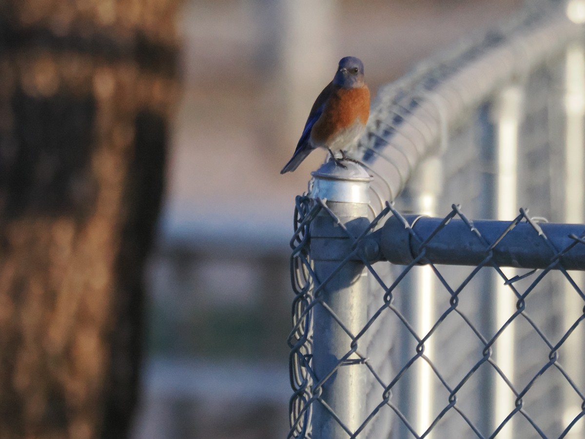 Western Bluebird - ML647155096