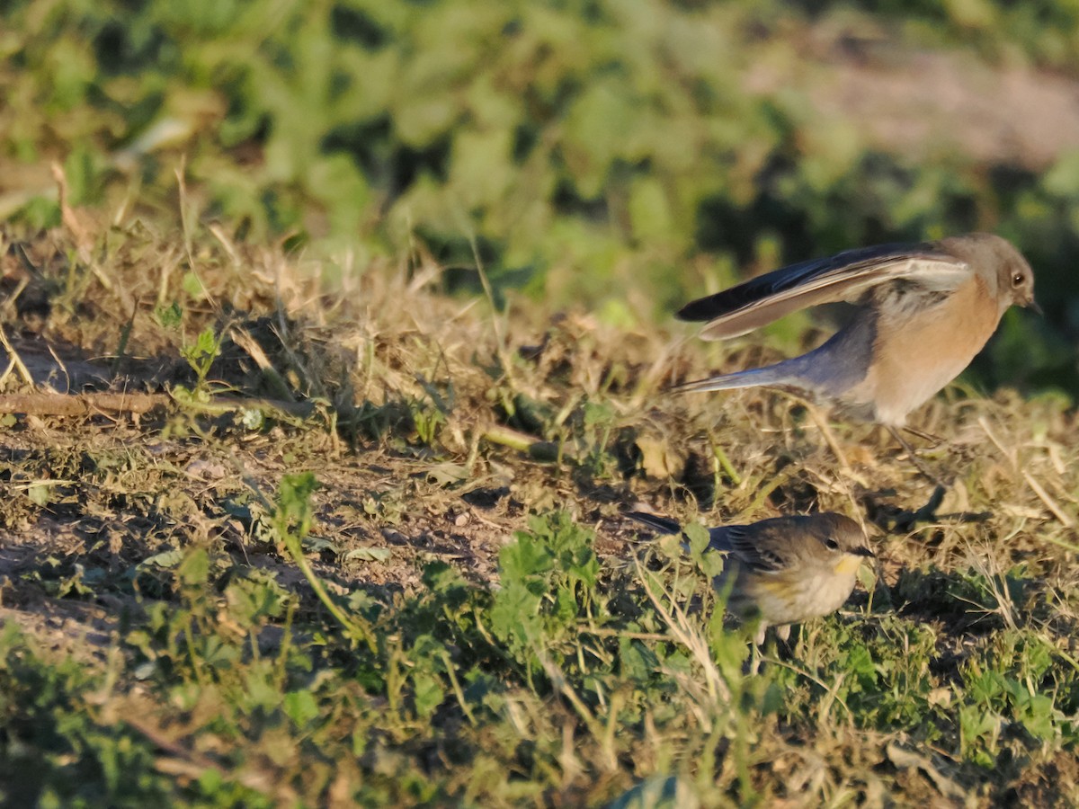 Western Bluebird - ML647155097