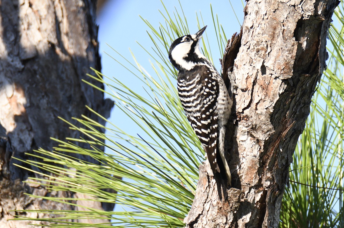 Ak Yanaklı Ağaçkakan - ML647155100