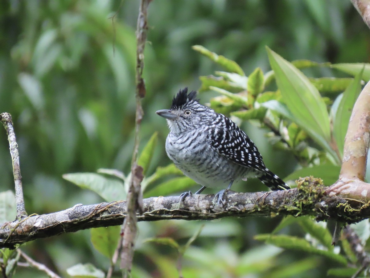 Barred Antshrike (Barred) - ML647155105