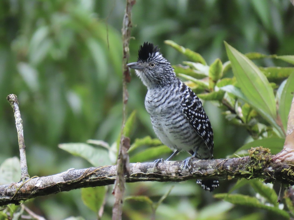 Barred Antshrike (Barred) - ML647155106