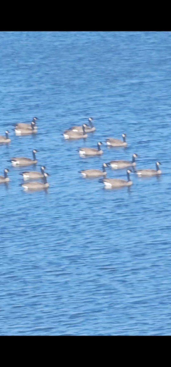 Canada Goose - ML647155115