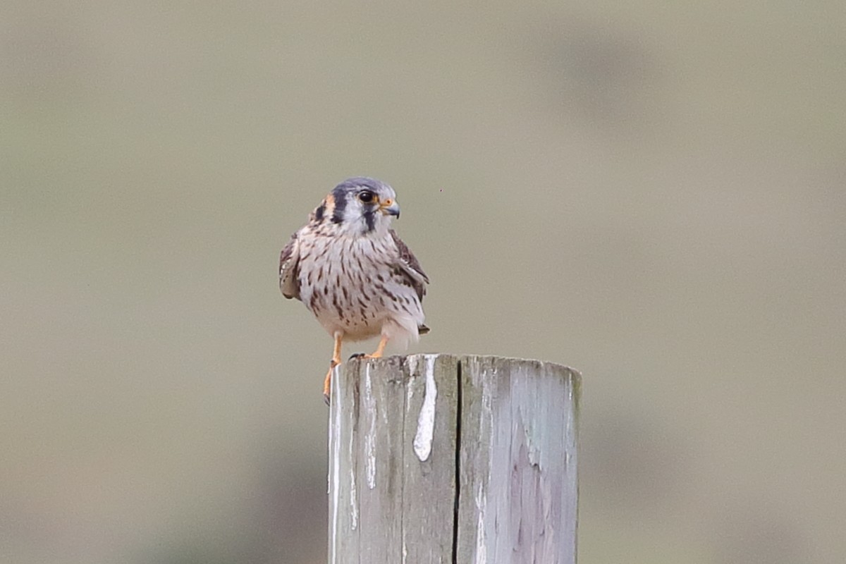 בז אמריקני - ML647155119