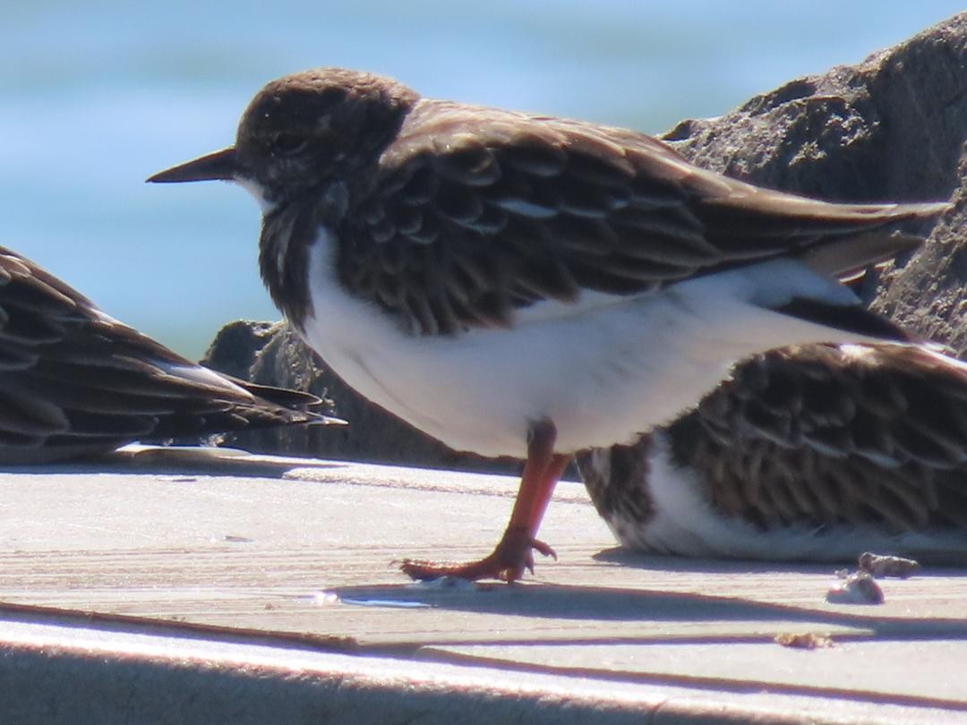 Tournepierre à collier - ML647155131