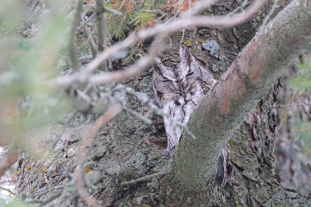 výreček americký - ML647155135