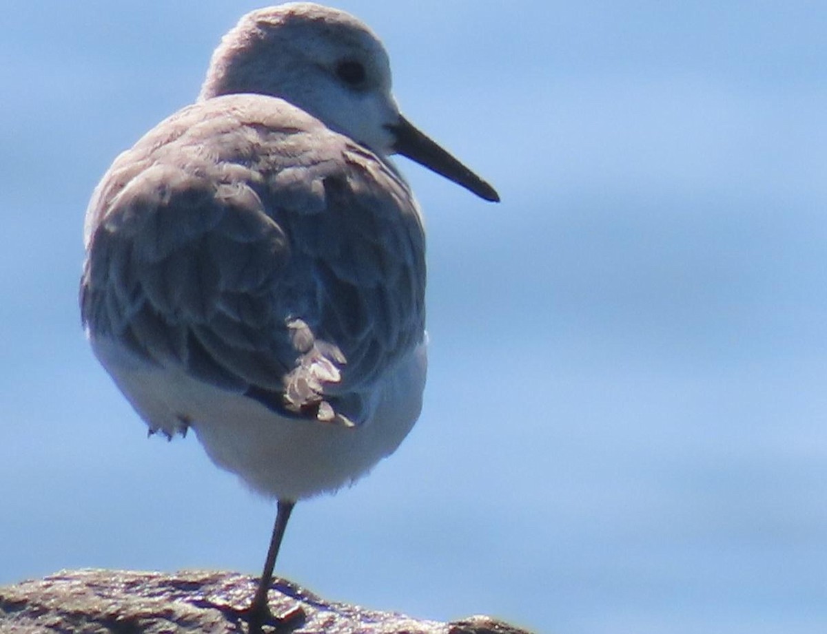 Bécasseau sanderling - ML647155160