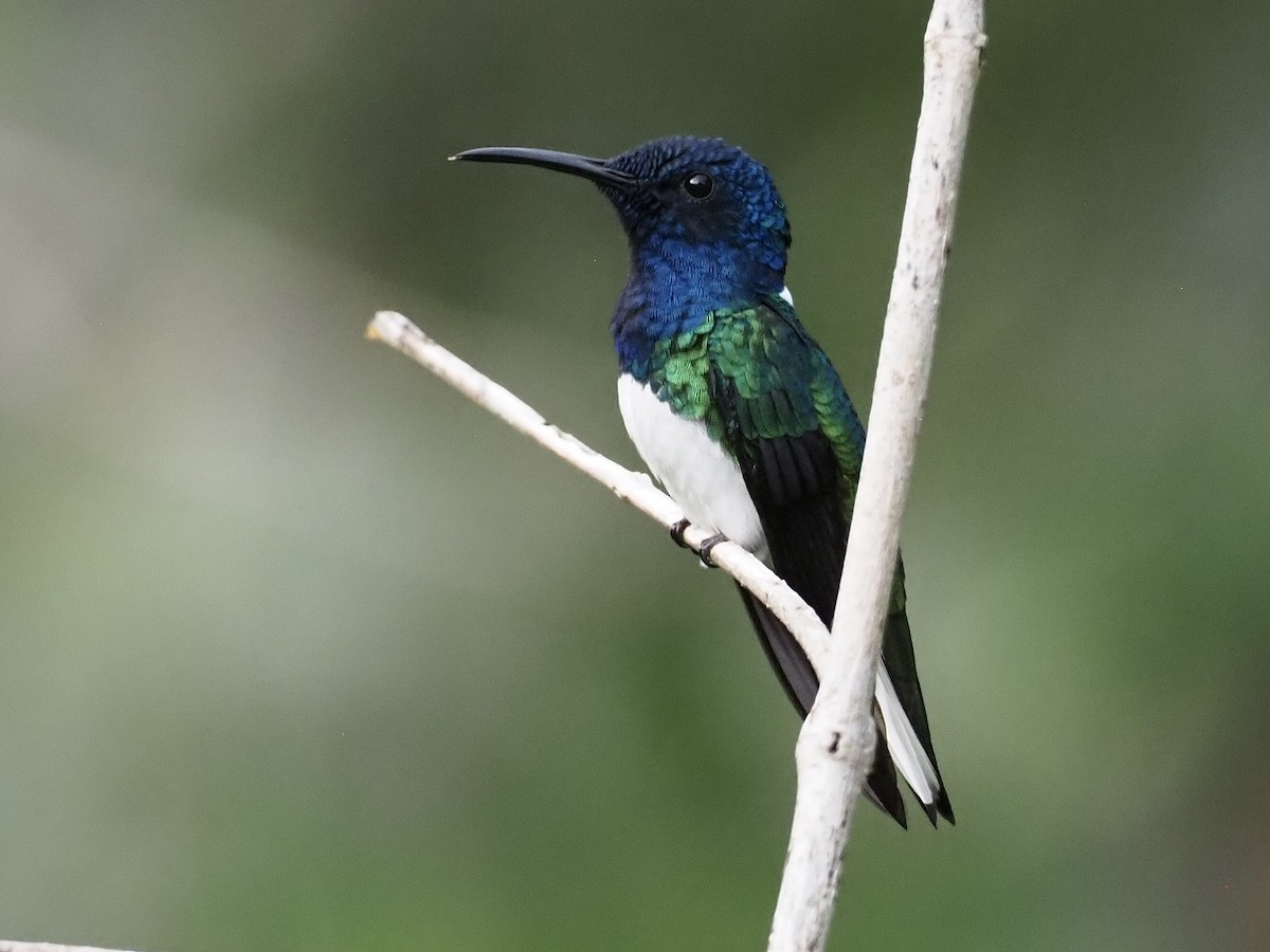 Beyaz Yakalı Kolibri - ML647155193