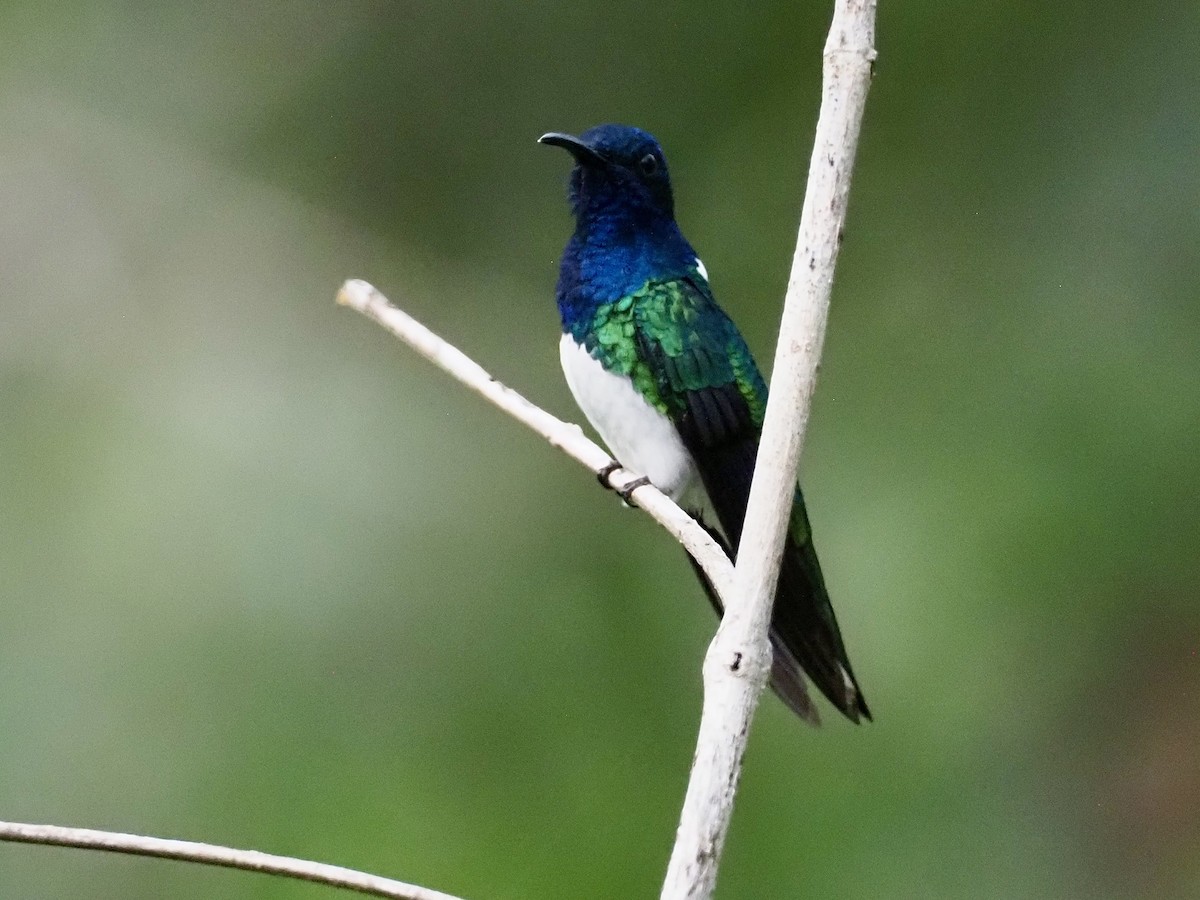 Beyaz Yakalı Kolibri - ML647155194