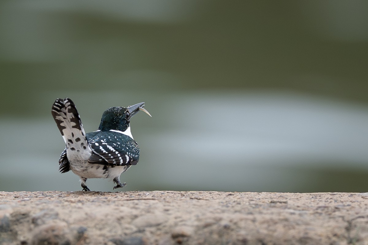 grønnisfugl - ML647155199