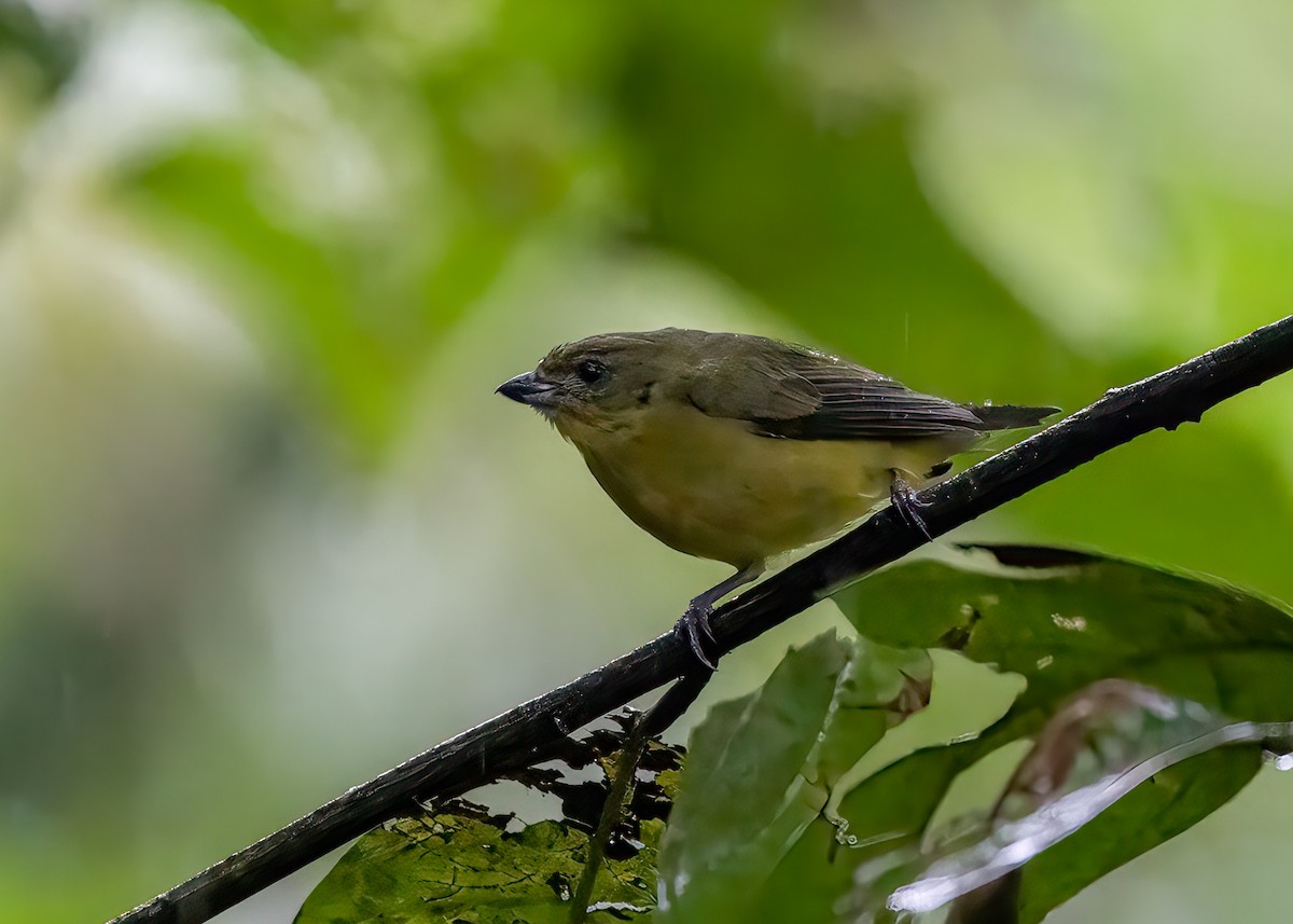 Thick-billed Euphonia - ML647155207