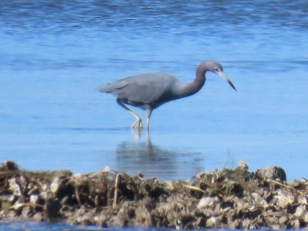 Aigrette bleue - ML647155213