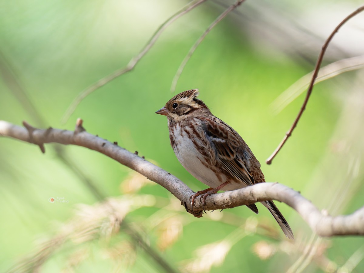 Rustic Bunting - ML647155227
