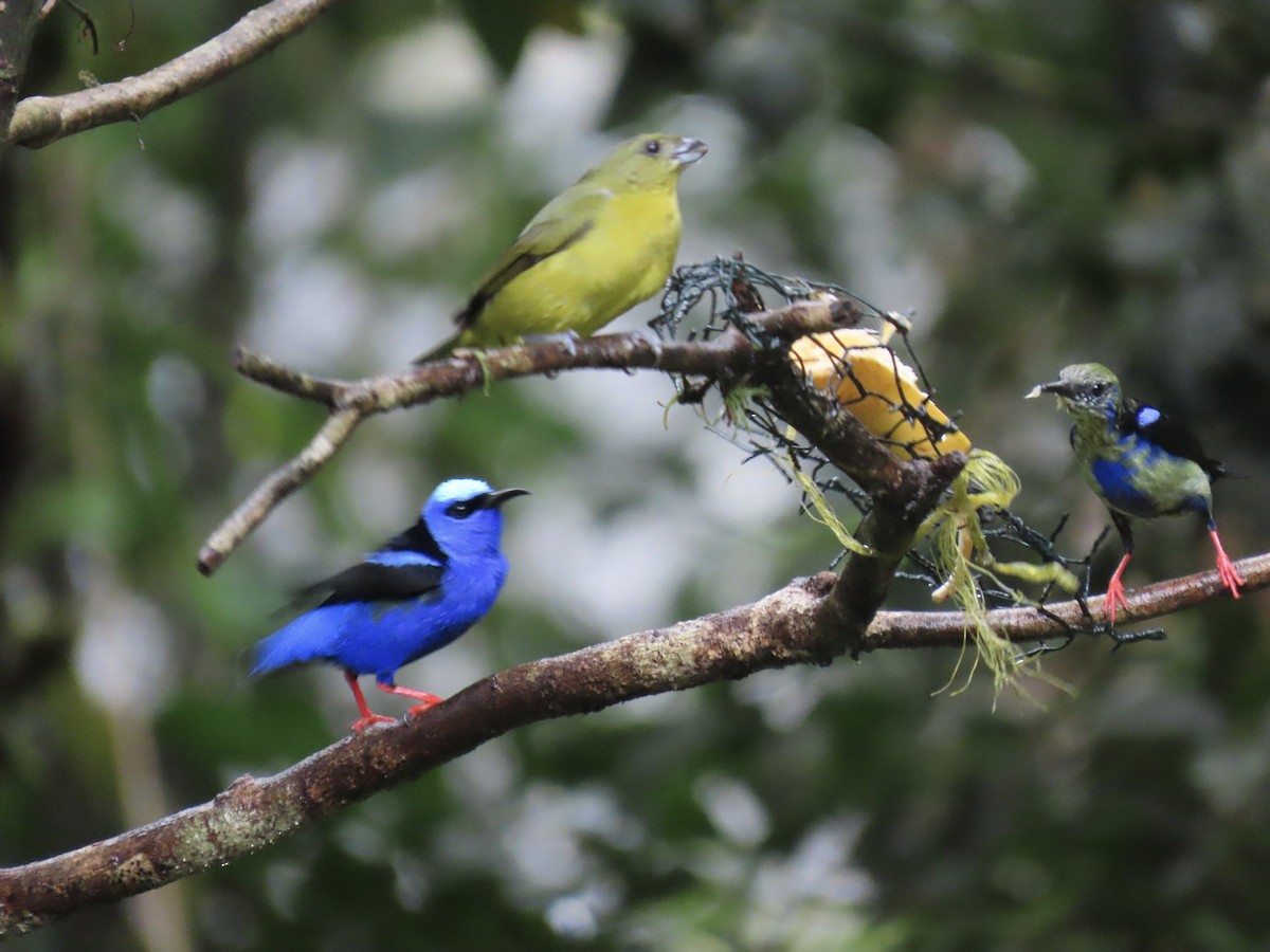 Танагра-медоїд бірюзова - ML647155228