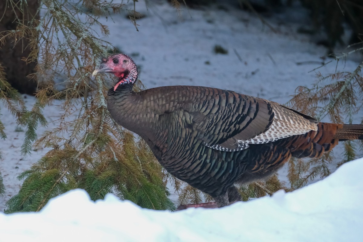 krocan divoký - ML647155235