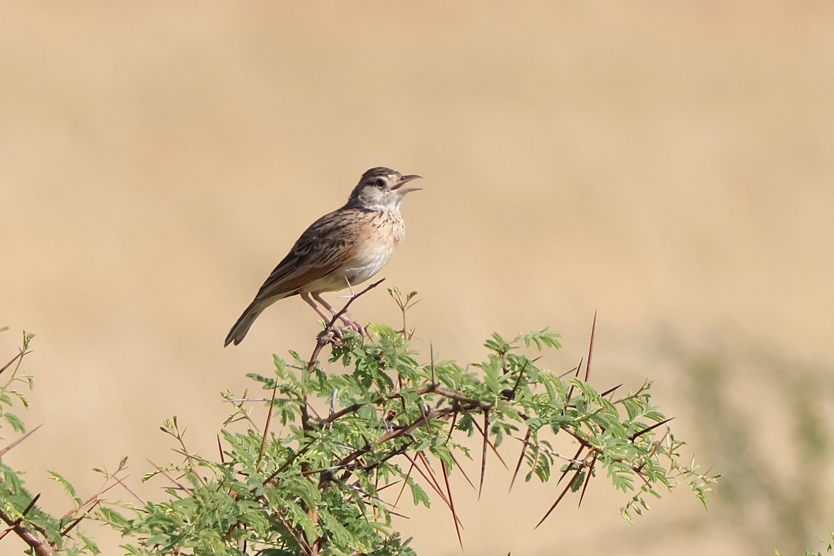 Rufous-naped Lark (Rufous-naped) - ML647155237