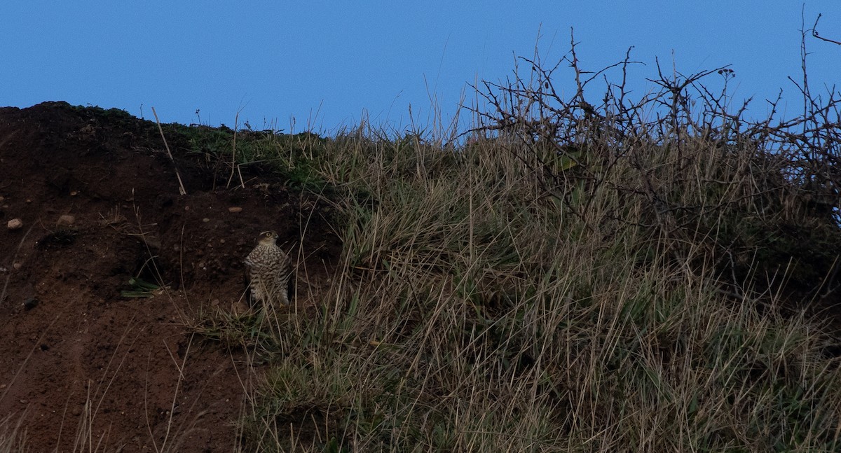 Перепелятник - ML647155247