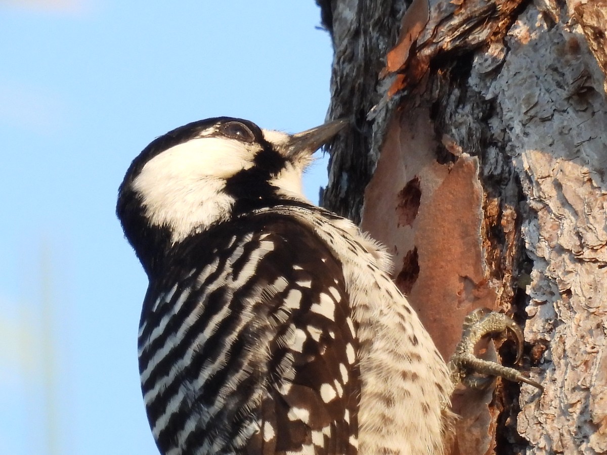 Ak Yanaklı Ağaçkakan - ML647155249