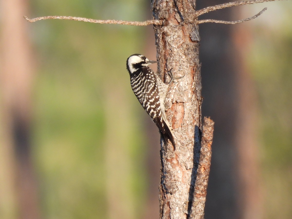 Ak Yanaklı Ağaçkakan - ML647155250