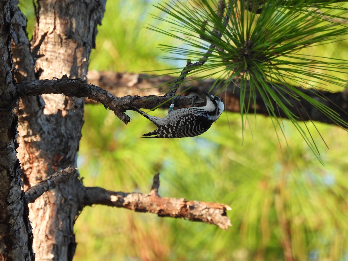 Ak Yanaklı Ağaçkakan - ML647155251