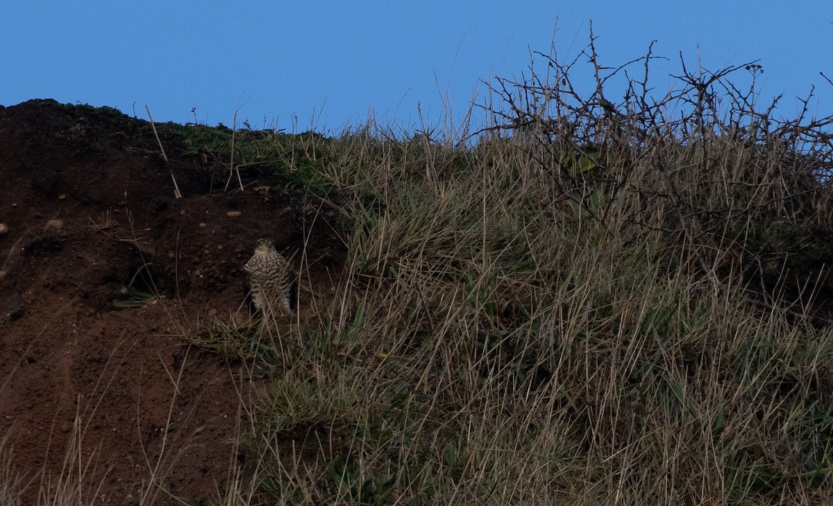 Перепелятник - ML647155253