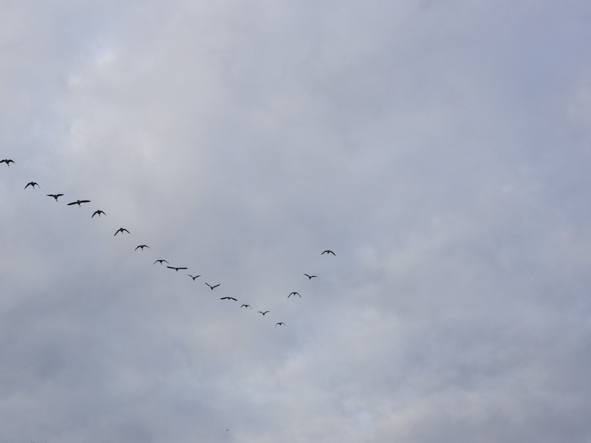 Canada Goose - ML647155257