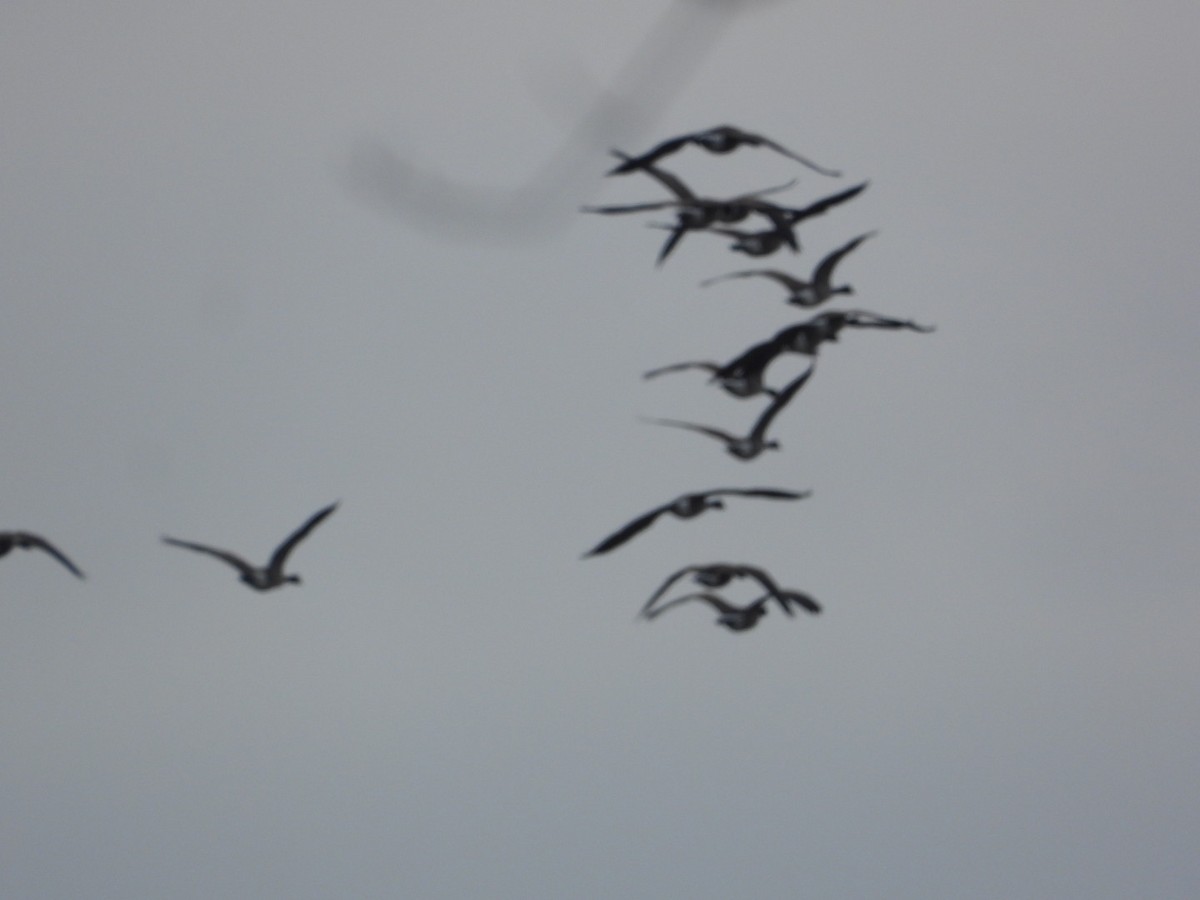 Canada Goose - ML647155258