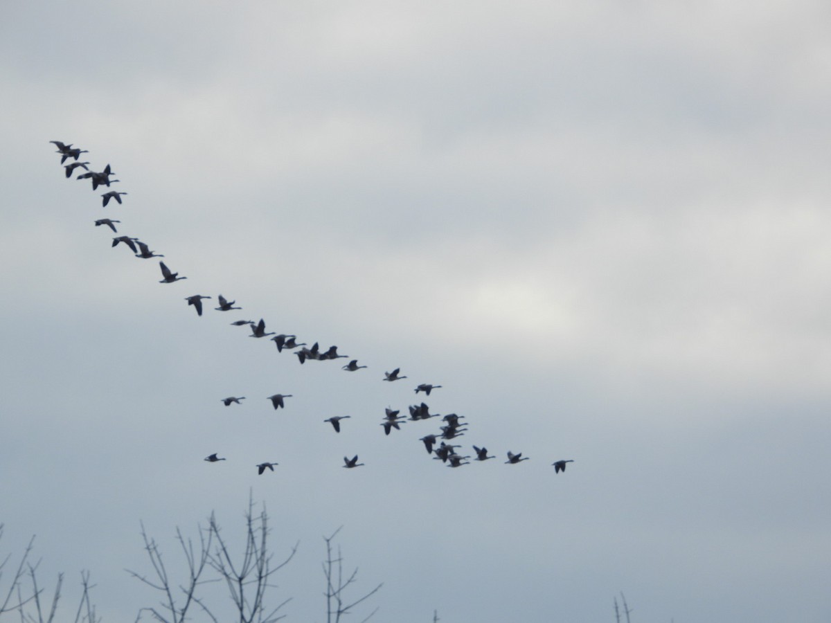 Canada Goose - ML647155259