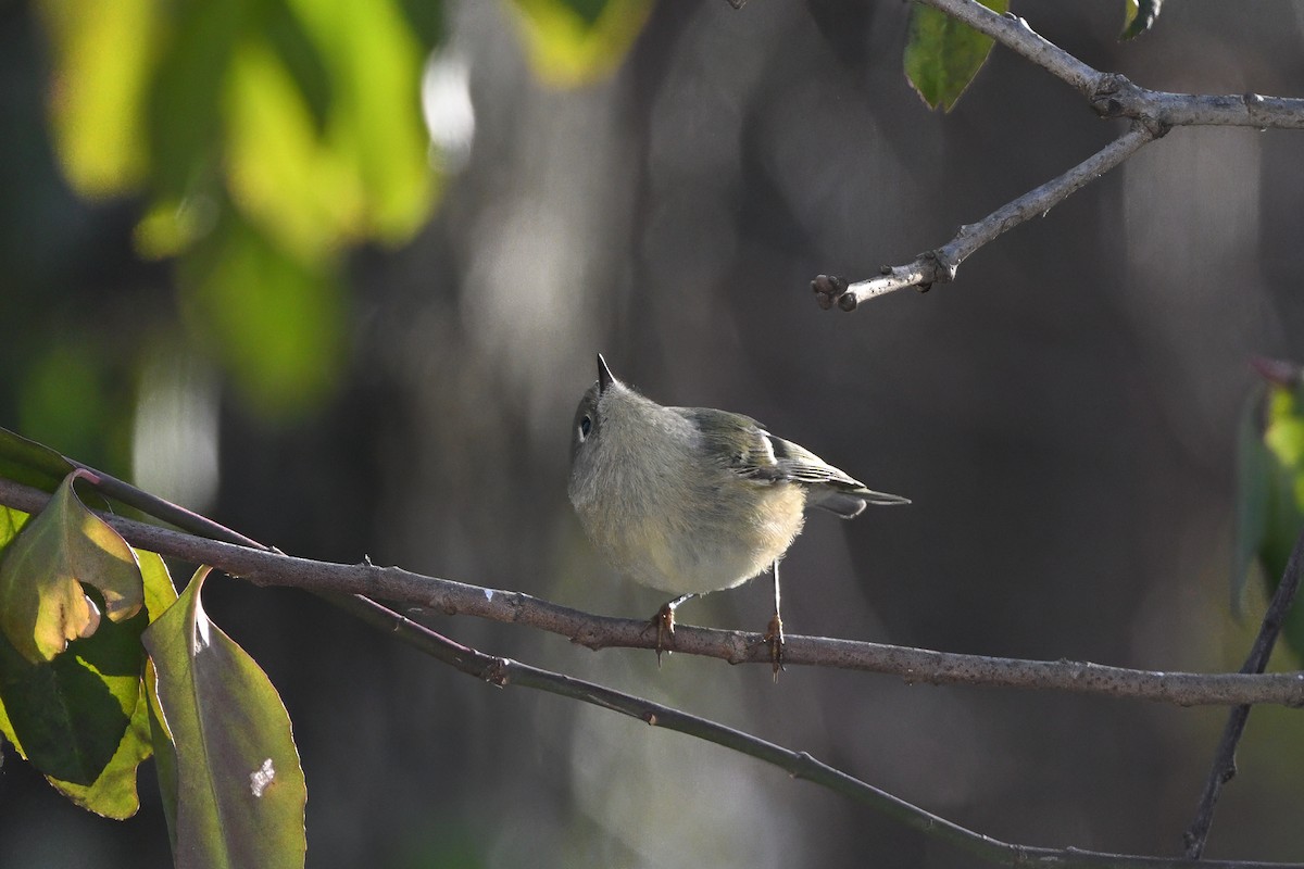 rubinfuglekonge - ML647155260