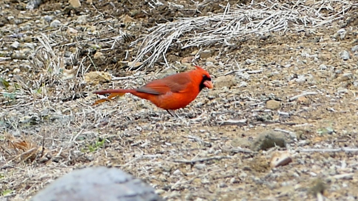 Cardinal rouge - ML647155263