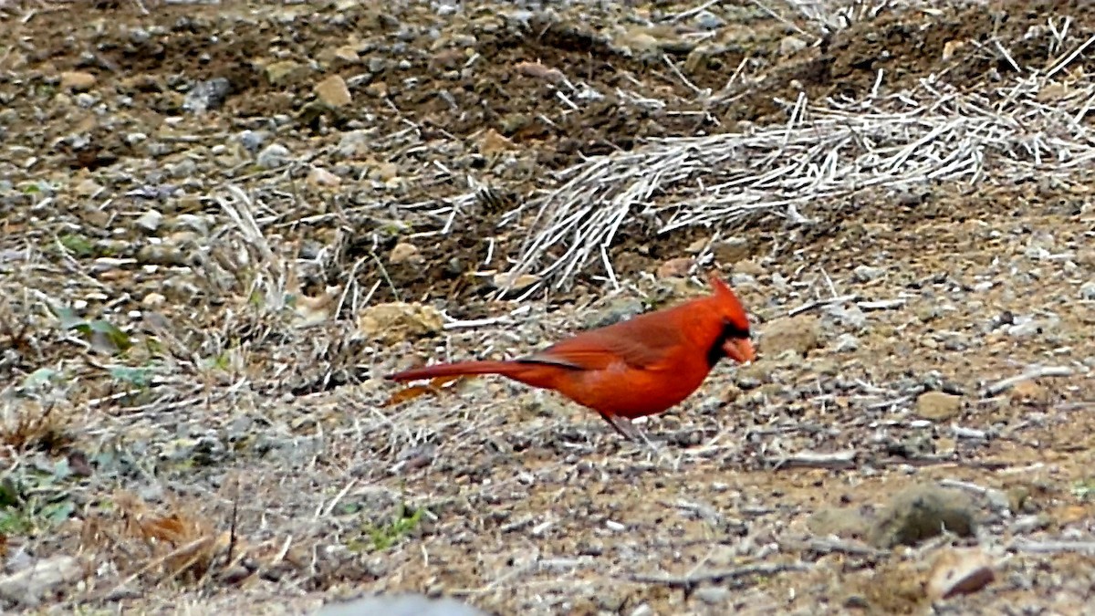 Cardinal rouge - ML647155264