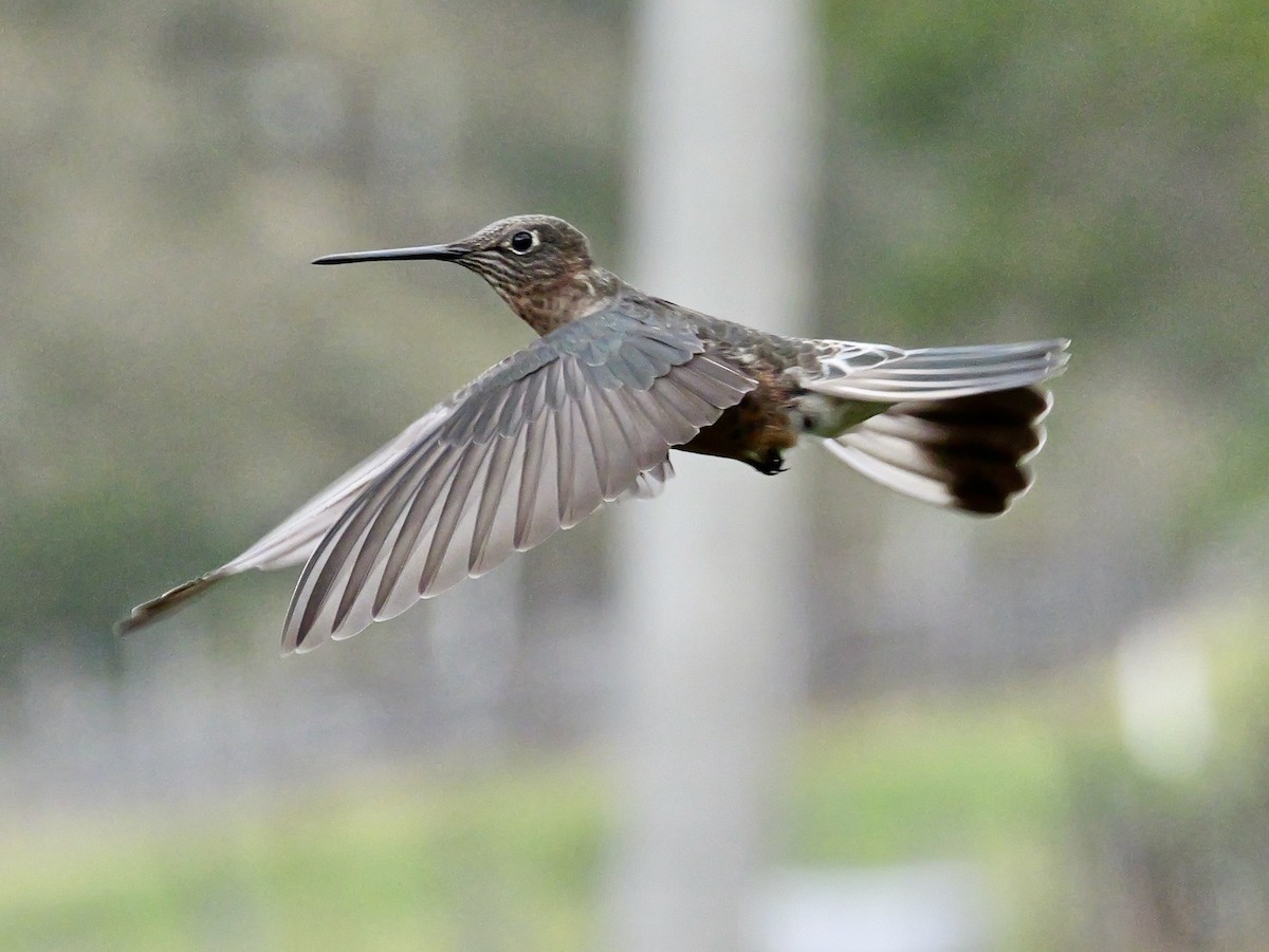 Giant Hummingbird - ML647155266