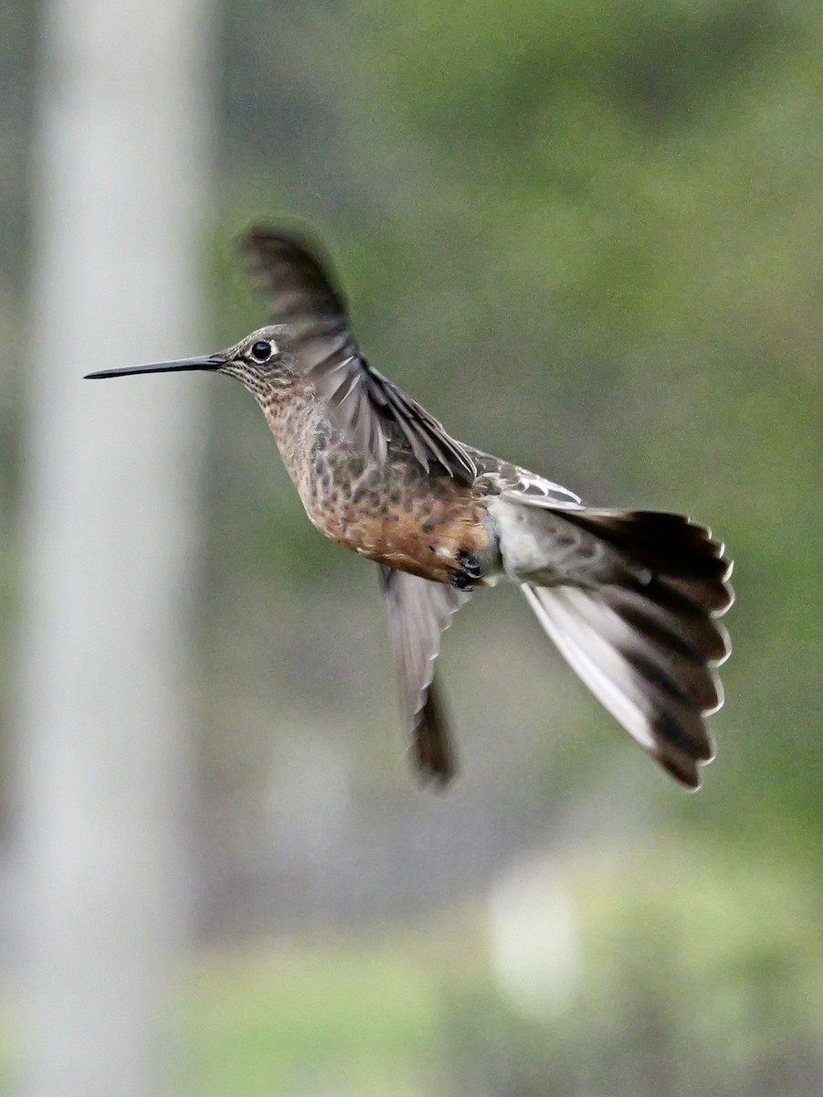 Giant Hummingbird - ML647155267