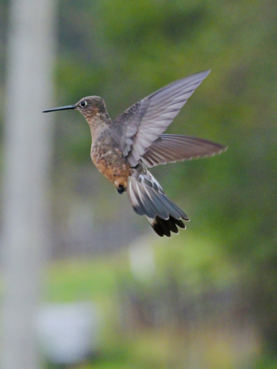 Giant Hummingbird - ML647155268