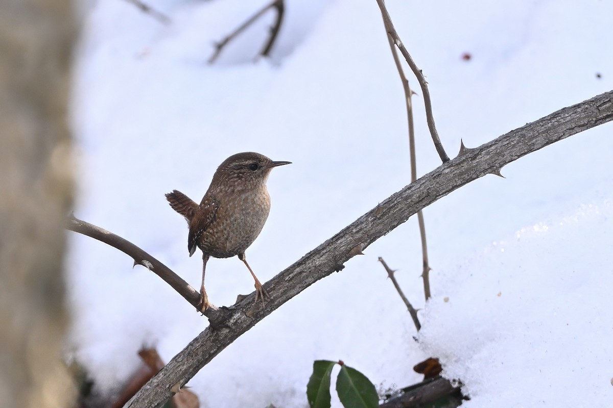 Winter Wren - ML647155271