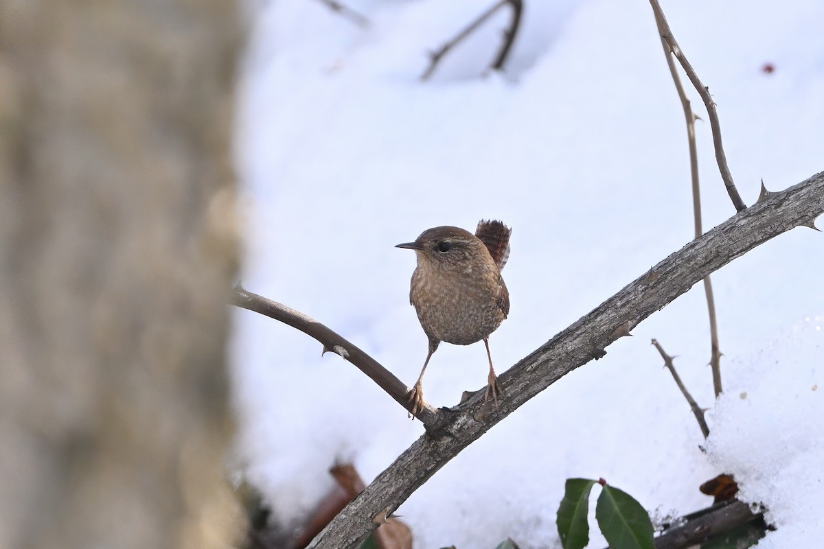 Winter Wren - ML647155272