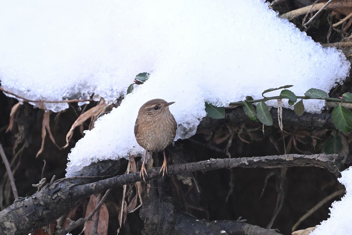Winter Wren - ML647155273