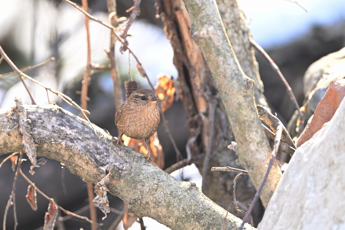 Winter Wren - ML647155275